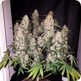 CBD Auto Feminised Seeds CBD Auto Feminised Seeds