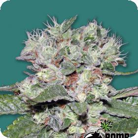 CBD Bomb Feminised Seeds