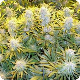 Cbd Critical Mass Feminised Cannabis Seeds Phoenix Cannabis Seeds 0
