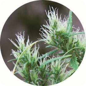 CBD Haze AUTO Regular Seeds CBD Haze AUTO Regular Seeds