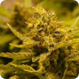 Cbd Og 2 0