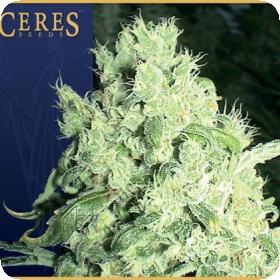 White Indica Feminised Seeds