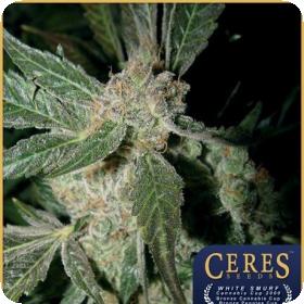 White Panther Feminised Seeds