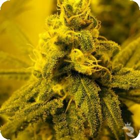 Channel + Feminised Seeds Channel + Feminised Seeds