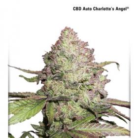 Charlotte's Angel CBD Auto Feminised Seeds Charlotte's Angel CBD Auto Feminised Seeds