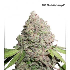 Charlotte's Angel CBD Feminised Seeds Charlotte's Angel CBD Feminised Seeds