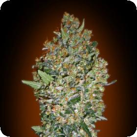 CheeseBerry Feminised Seeds CheeseBerry Feminised Seeds