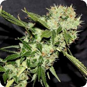 Cheese 'n' Chaze Regular Seeds Cheese 'n' Chaze Regular Seeds