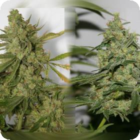 Cheese 'n' Chong Feminised Seeds Cheese 'n' Chong Feminised Seeds