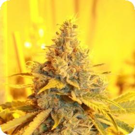 Cheese Dog Haze Feminised Seeds Cheese Dog Haze Feminised Seeds