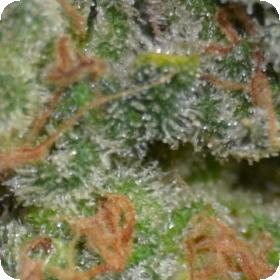 Cheese Feminised Seeds