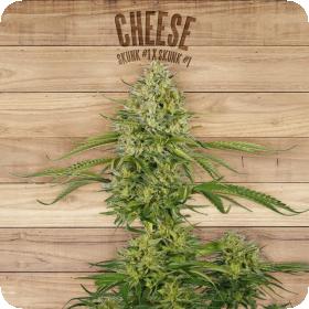 Cheese Feminised Seeds Cheese Feminised Seeds