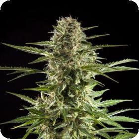 Cheesy Auto Cbd Jpg