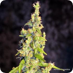 Chelumbian Regular Seeds Chelumbian Regular Seeds