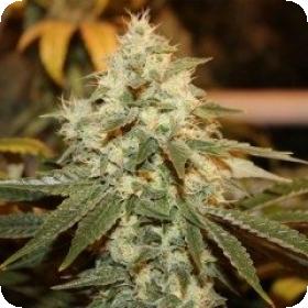 Chem Berry D Regular Seeds
