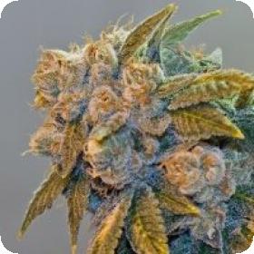 Chem Fire Regular Seeds Chem Fire Regular Seeds
