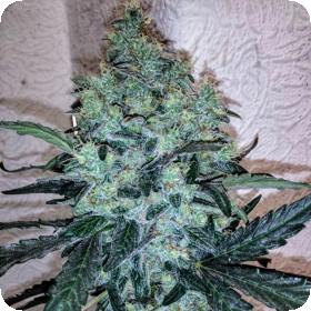 Chem Toffees Feminised Seeds