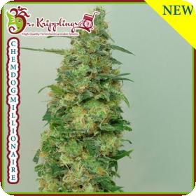Chemdog Millionaire Feminised Seeds Chemdog Millionaire Feminised Seeds