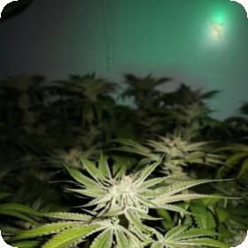 Chemhead OG Feminised Seeds Chemhead OG Feminised Seeds