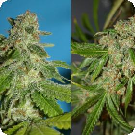 Chemmy Jones Feminised Seeds Chemmy Jones Feminised Seeds