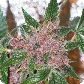 Cherries Jubilee Feminised Seeds (Gold Collection)