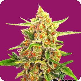 Cherry Bomb Regular Seeds Cherry Bomb Regular Seeds