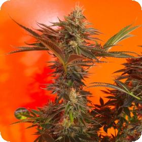 Cherry Cordial Regular Seeds