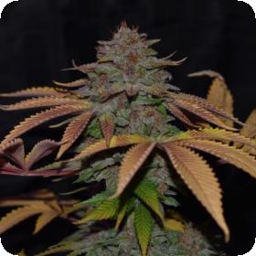 Cherry Razz Regular Seeds Cherry Razz Regular Seeds