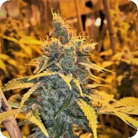 Cherry White Regular Seeds Cherry White Regular Seeds