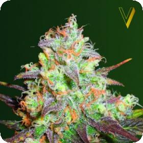 Chocodope Feminised Seeds Chocodope Feminised Seeds