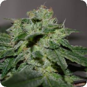Chocolate Heaven Feminised Seeds Chocolate Heaven Feminised Seeds