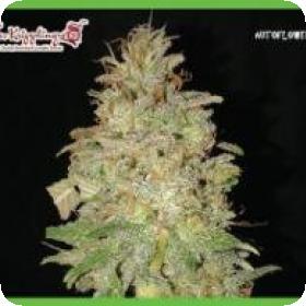 Chocolate Orange Auto Feminised Seeds Chocolate Orange Auto Feminised Seeds