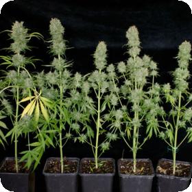 Chocolope Regular Seeds Chocolope Regular Seeds