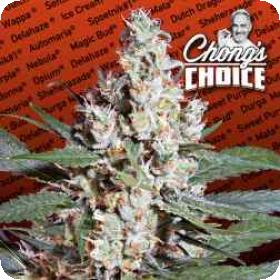 L.A. Amnesia Feminised Seeds