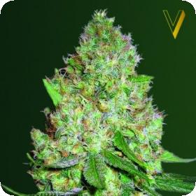 Chronic Monster XXL Feminised Seeds Chronic Monster XXL Feminised Seeds