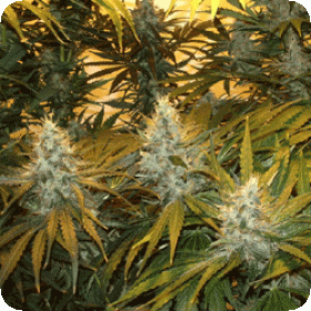 Chunky Cheeze Feminised Seeds