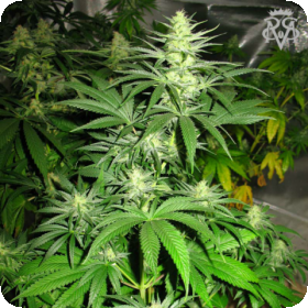 Chupacabra Regular Seeds Chupacabra Regular Seeds