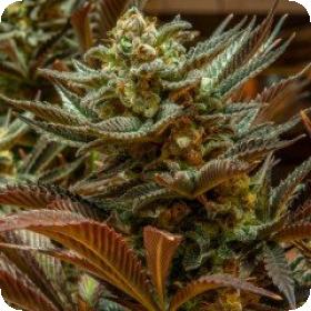Cinderella 99 Regular Seeds Cinderella 99 Regular Seeds