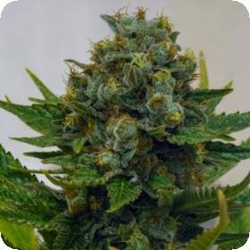 Cinderella XX FEMINISED Seeds Cinderella XX FEMINISED Seeds