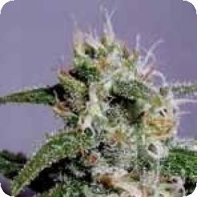 Cindy 99 Feminised Seeds Cindy 99 Feminised Seeds