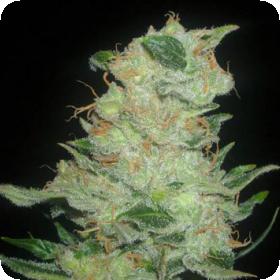 Cinex Regular Seeds