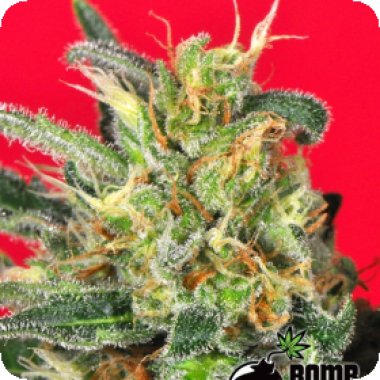 Cluster Bomb Regular Seeds