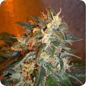 Cobra Autoflowering Regular Seeds Cobra Autoflowering Regular Seeds