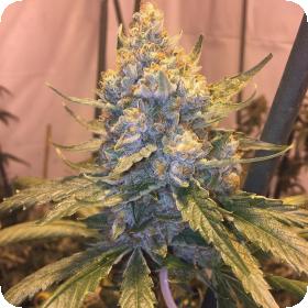 Cocoa OG Regular Seeds Cocoa OG Regular Seeds