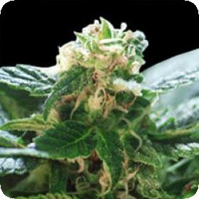 Colombian Gold Regular Seeds Colombian Gold Regular Seeds