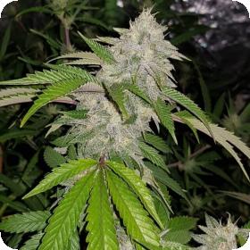 Cookie Crash Regular Seeds Cookie Crash Regular Seeds