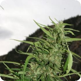 Cookie G13 Superauto Feminised Cannabis Seeds Flash Cannabis Seeds 0