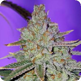 Cookie Puss Regular Seeds Cookie Puss Regular Seeds