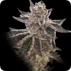 Cookie OX Feminised Seeds Cookie OX Feminised Seeds