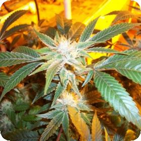Corleone Kush Feminised Seeds